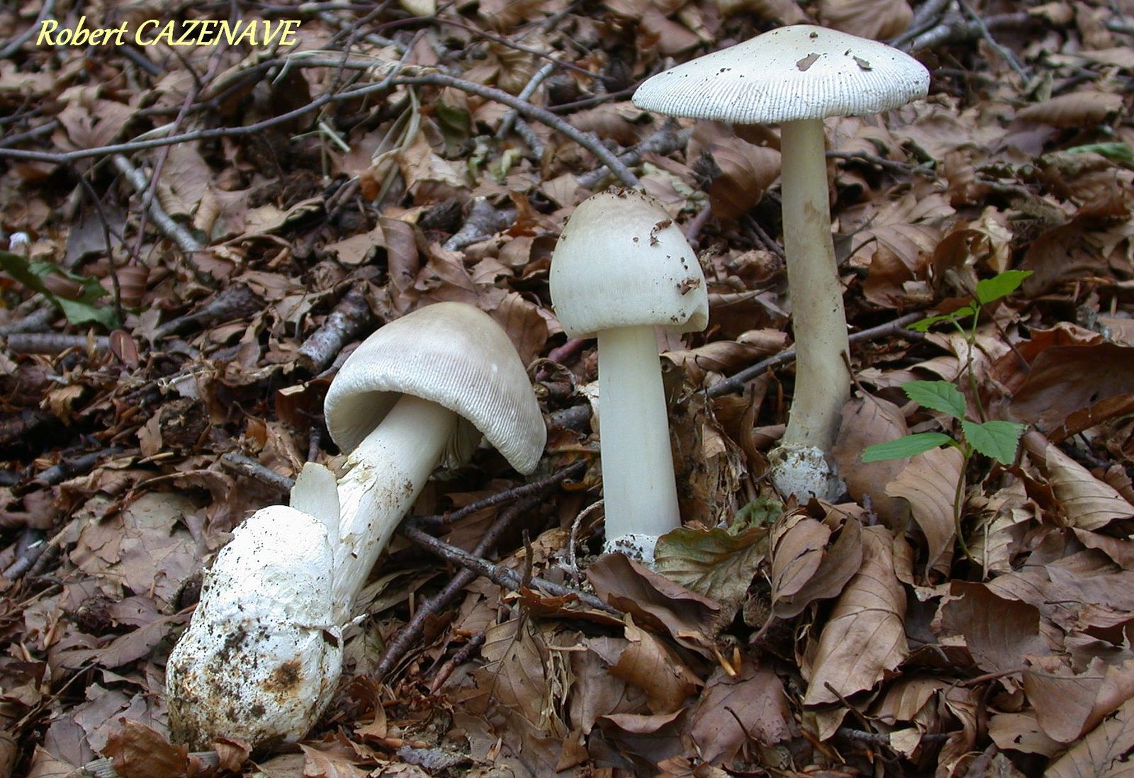 Amanita umbrinolutea 14 09 2019 TECH