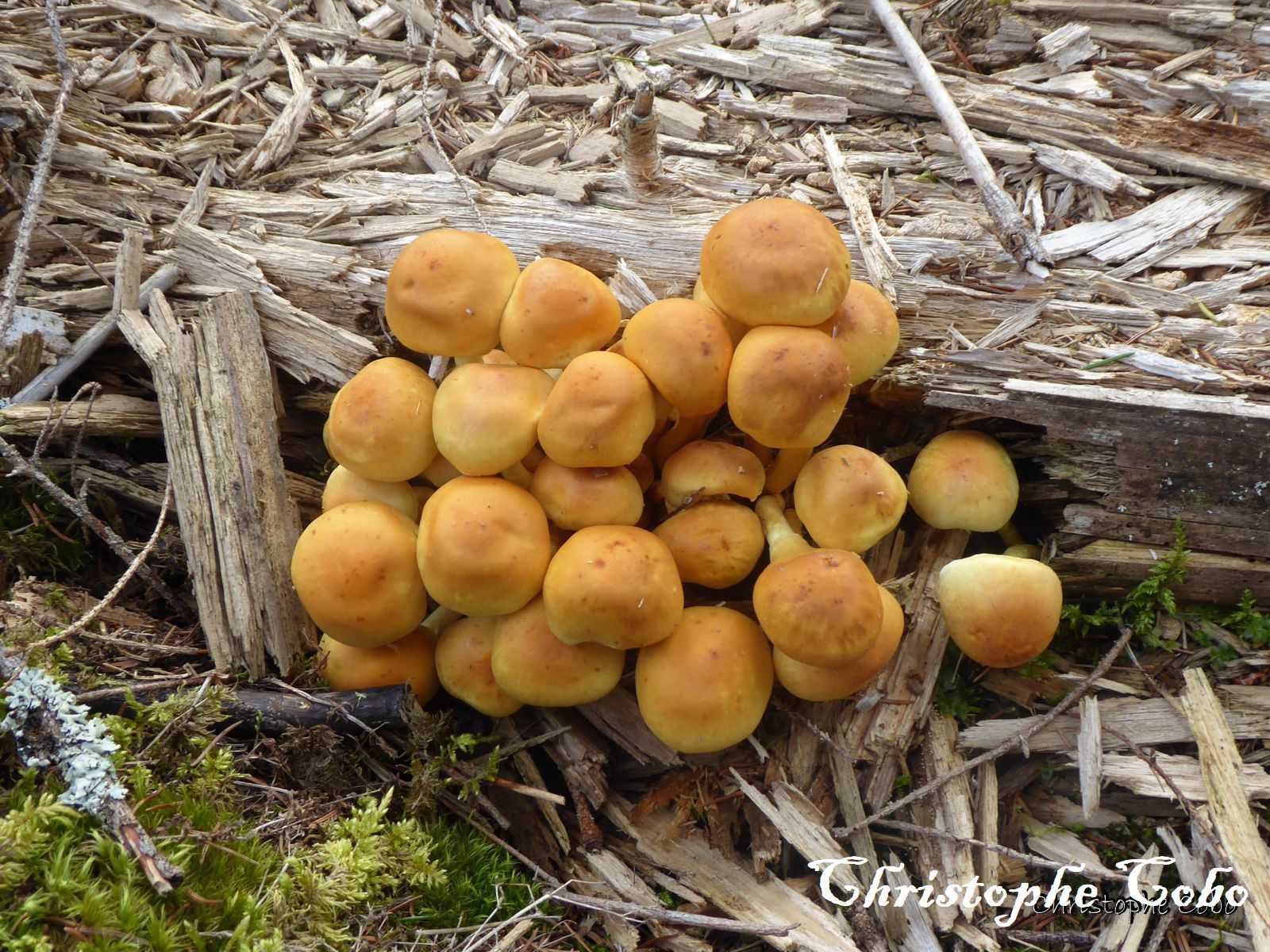 Hypholoma fasciculare 4 15 09 2019 SOULOR