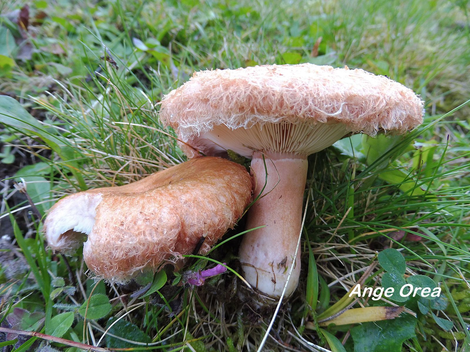 Lactarius torminosus 2019 09 14 Le Tech