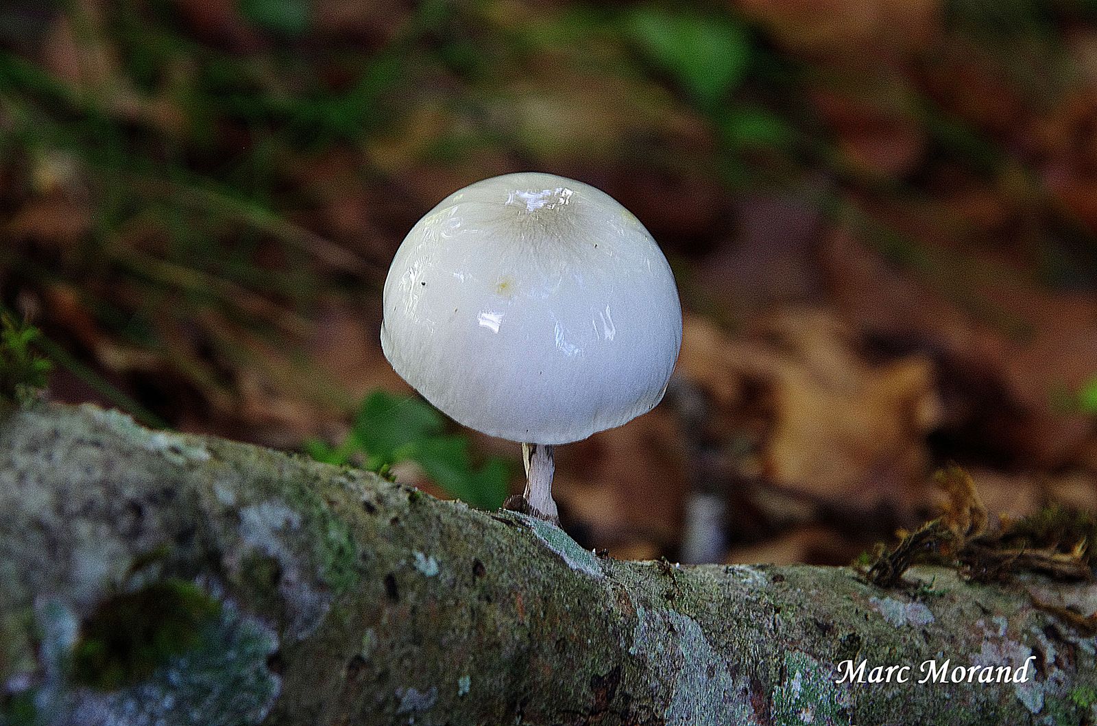 Oudemansiella mucida 2019 09 28 Cérétou