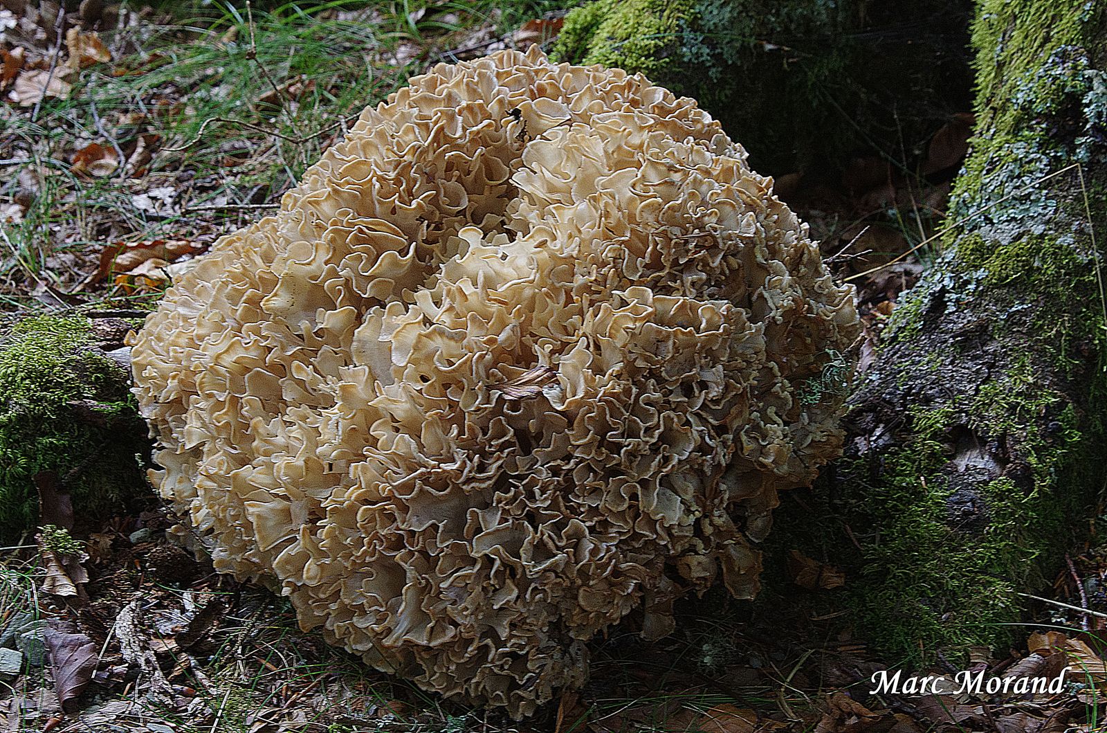 Sparassis brevipes 2019 09 28 Cérétou