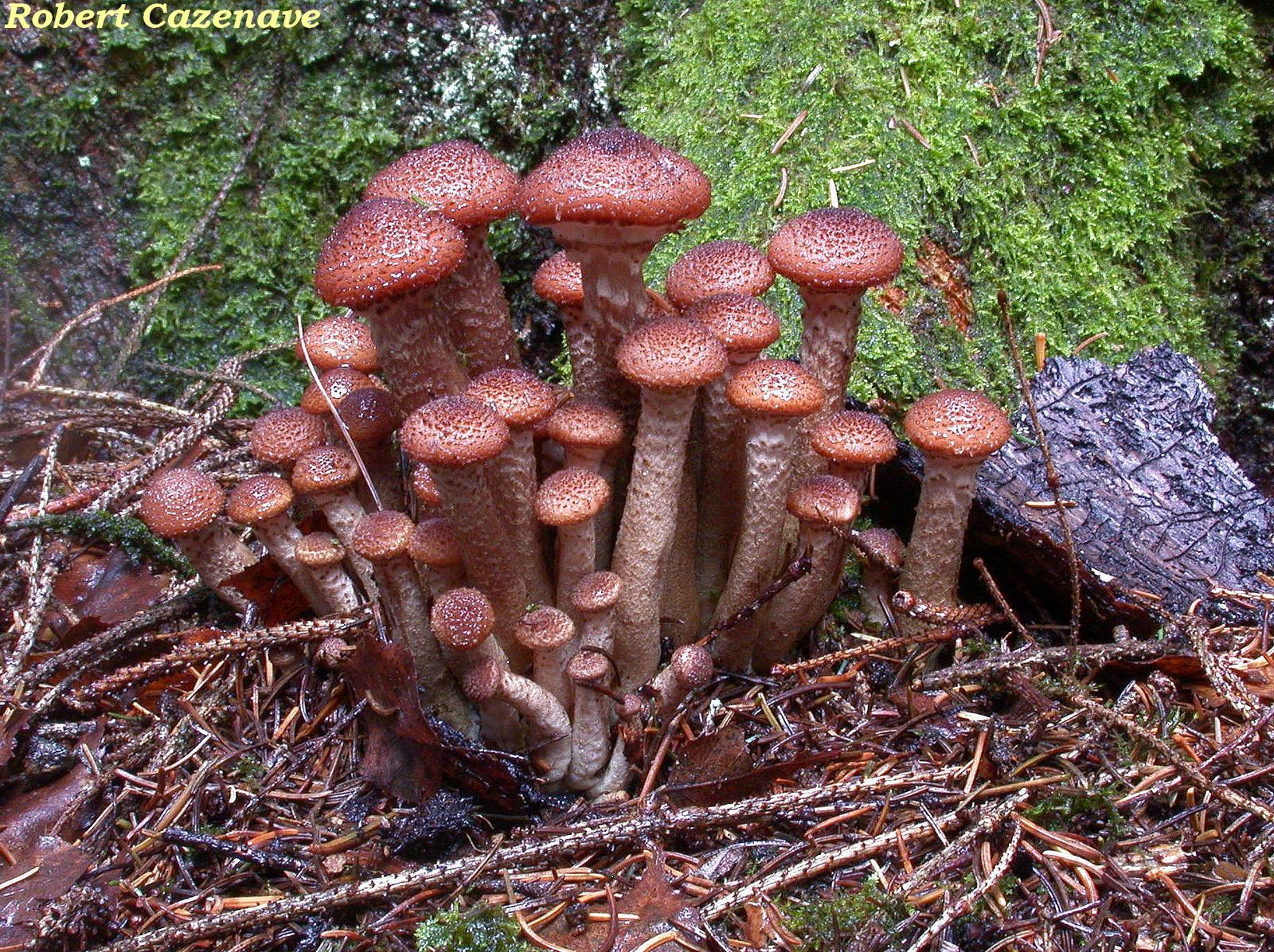 Armillaria ostoyae 2 24 11 2019 CANTAOUS