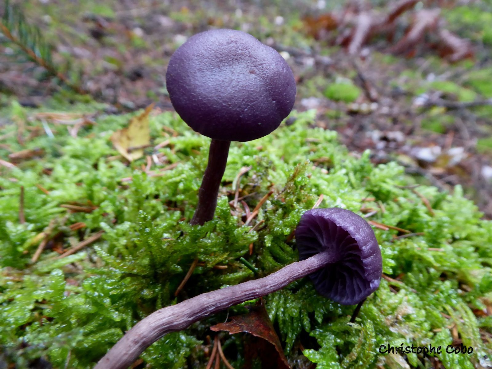 Laccaria amethystina 24 11 2019 CANTAOUS