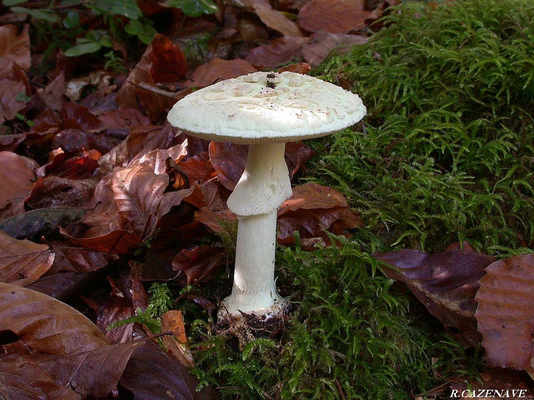 Amanita citrina