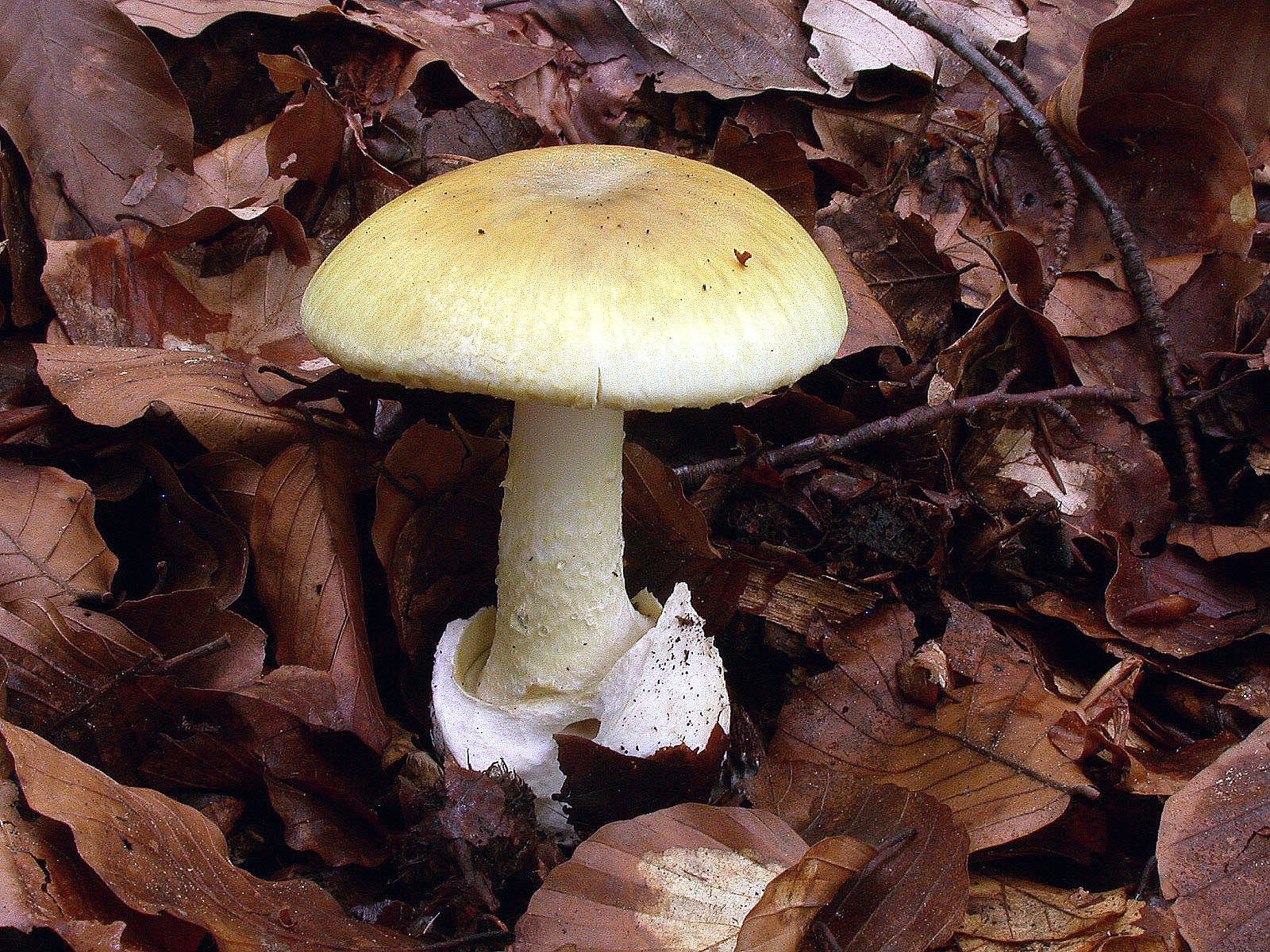 Amanita phalloides 28 08 06 F Arragnat