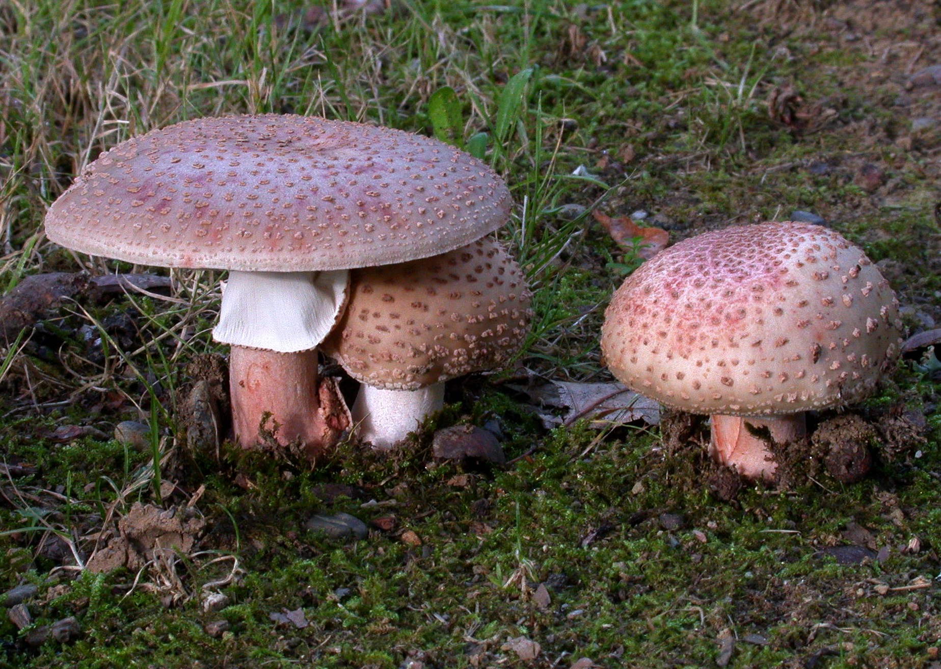 Amanita rubescens 12 09 11 LONS