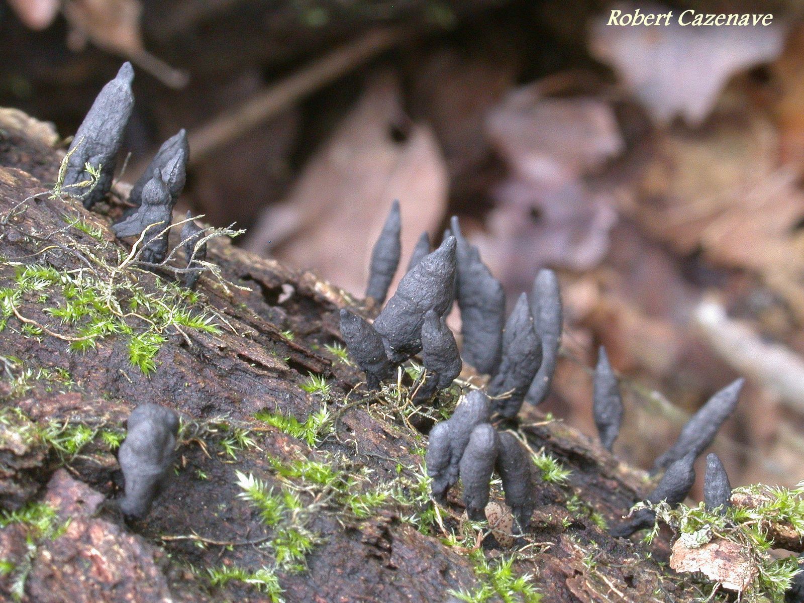 Xylaria cinerea  2020 03 14 SEMEAC