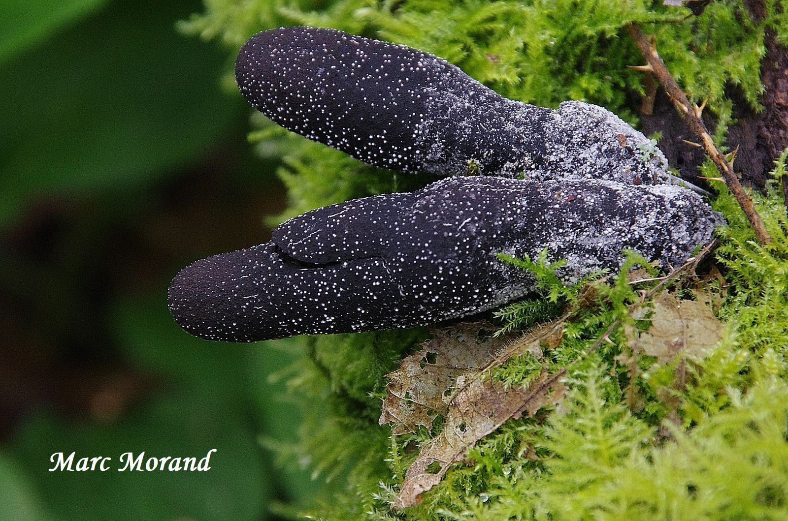 Xylaria polymorpha parasité (taches blanches) 2020 03 14 Séméac 02