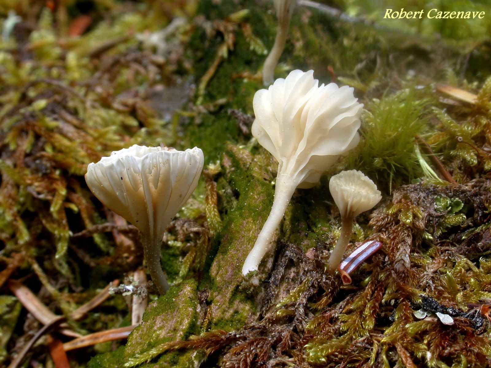 Lichenomphalia umbellifera 24 mai 2020 Payolle