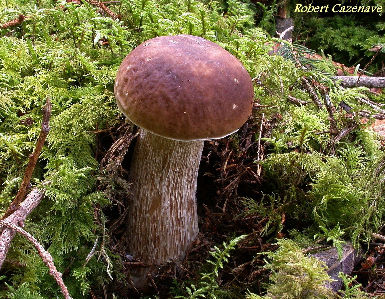 Boletus edulis 2020 06 20 MOURGOUEIL 2