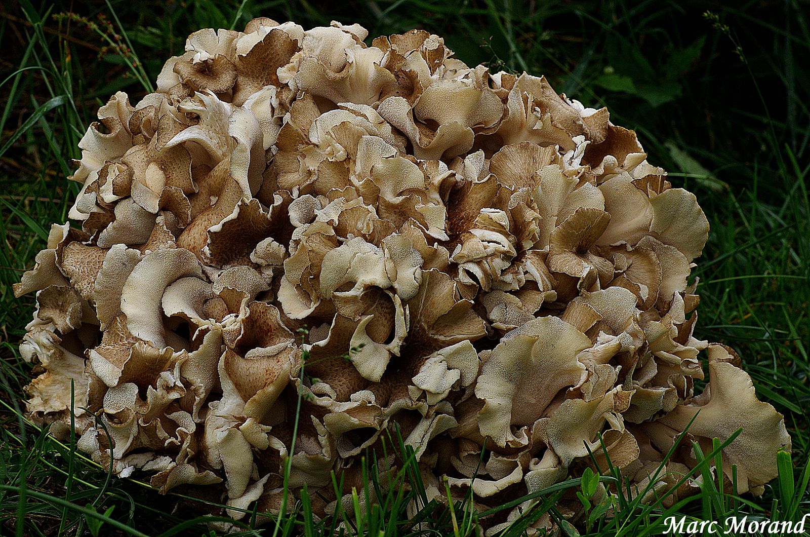 Dendropolyporus umbellatus 2020 06 20 Mourgoueil