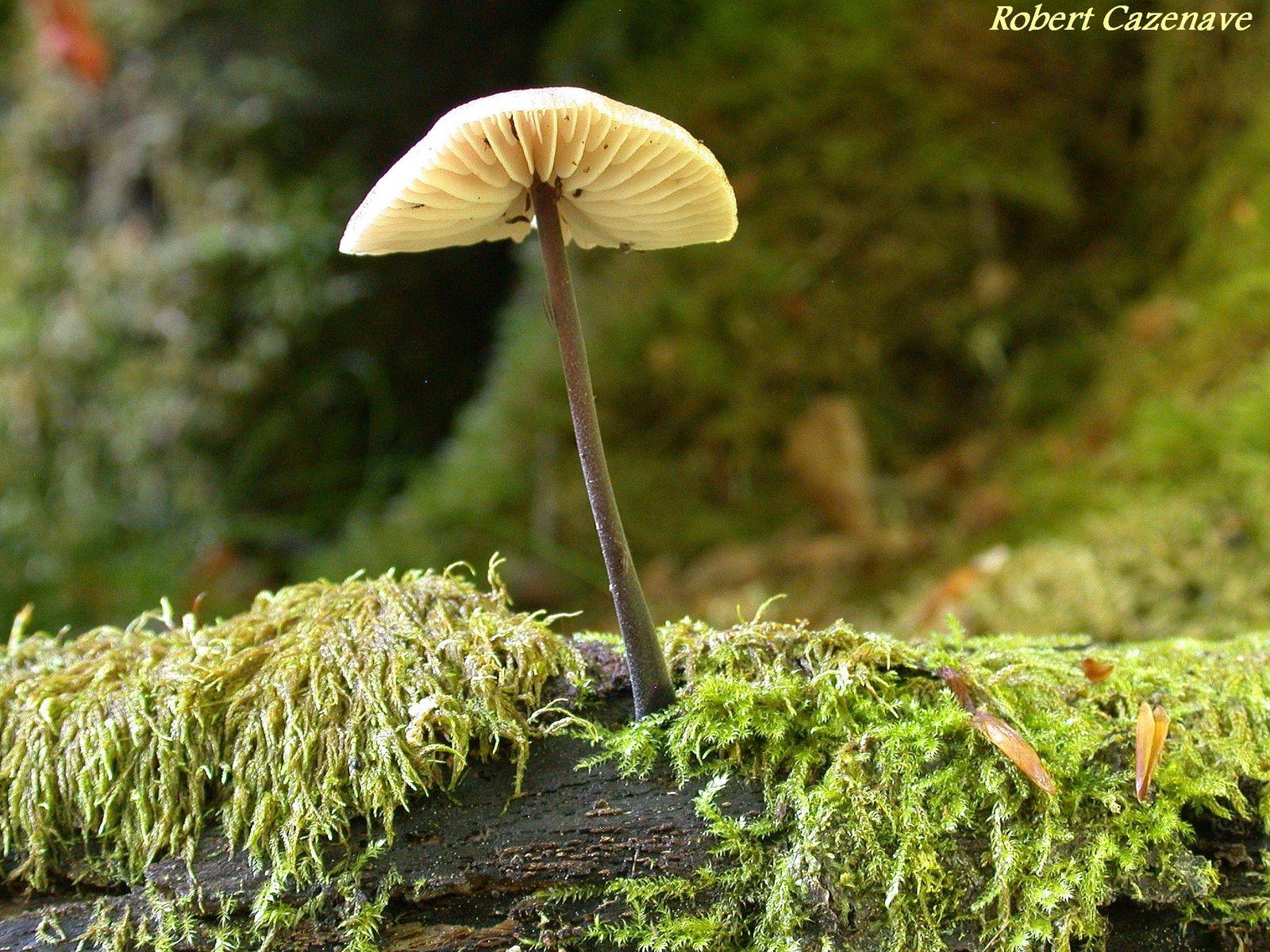 Marasmius alliaceus 2020 06 20 MOURGOUEIL 1