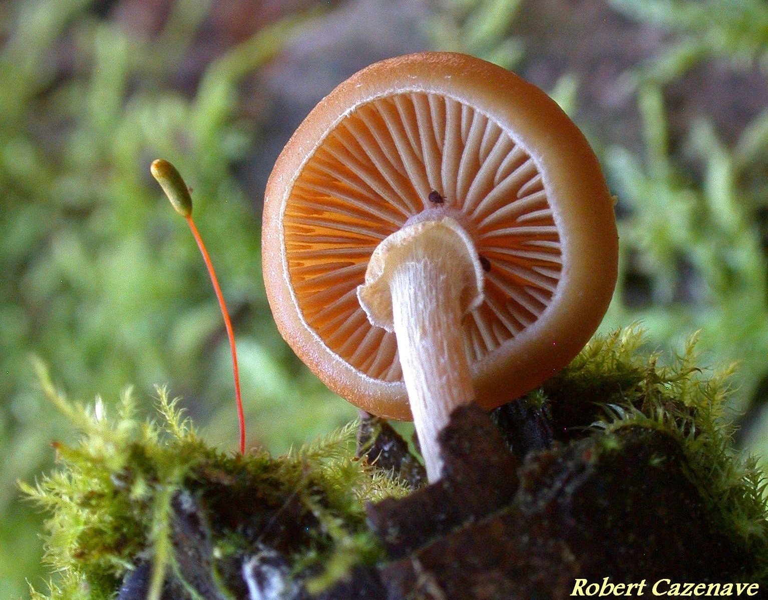 Galerina marginata 05 07 2020 Couraduque