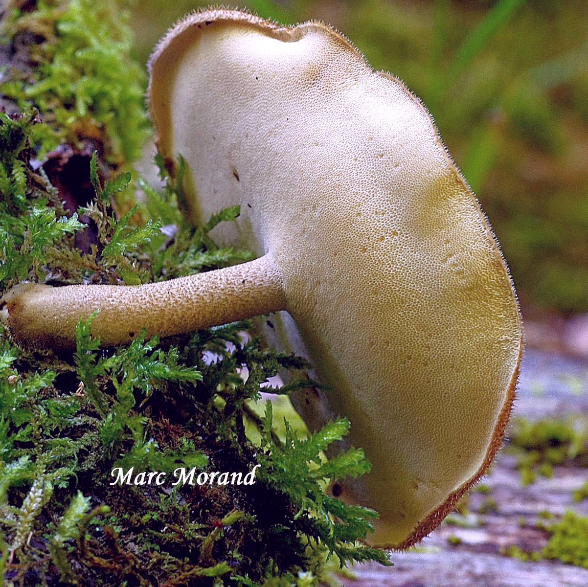 Polyporus ciliatus 2020 07 19 Oubac 1