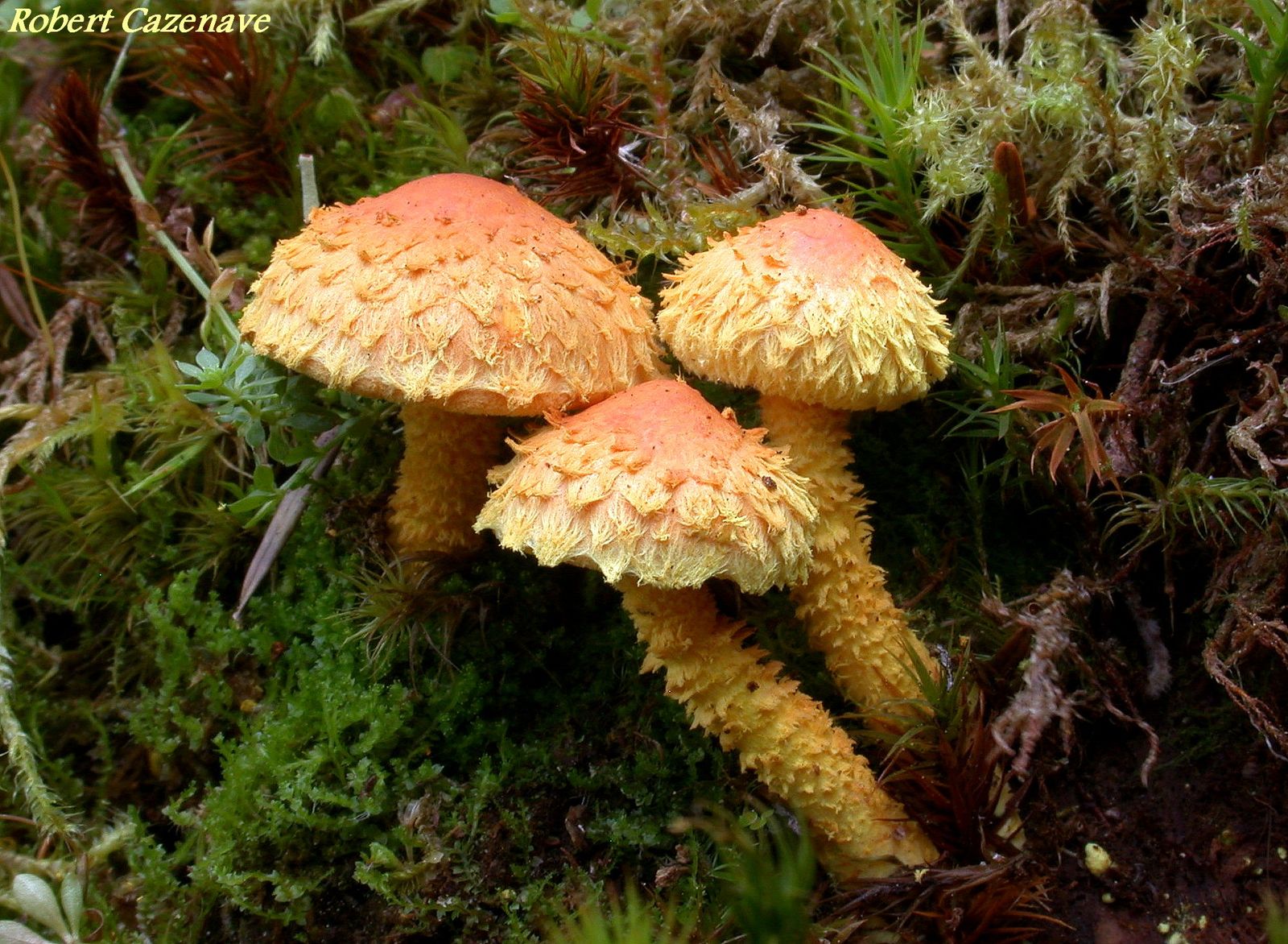 Pholiota flammans 2020 08 23 Col de Byerède 