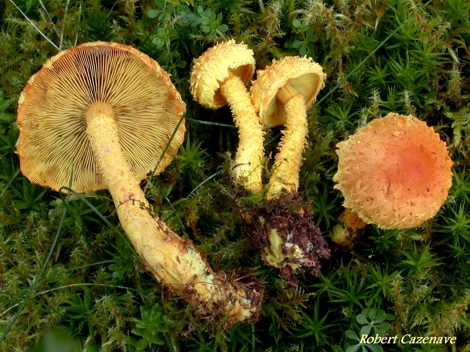 Pholiota flammans 2020 08 23 Col de Byerède 2 