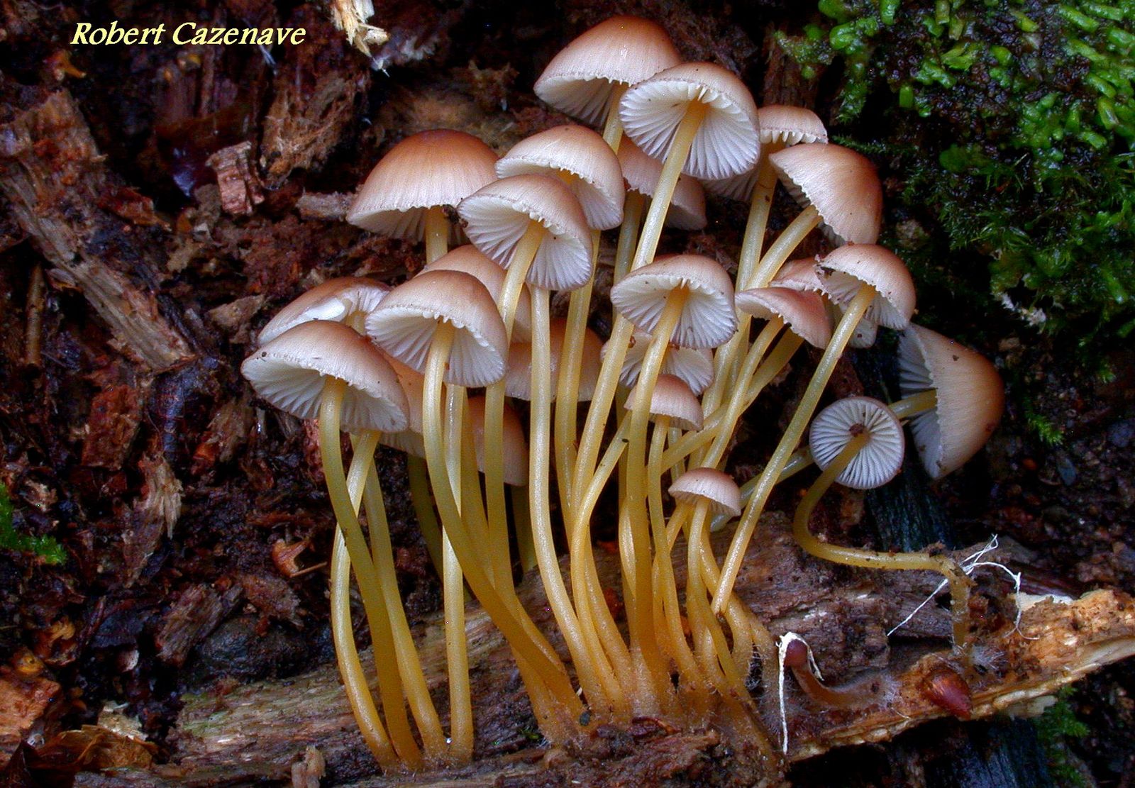 Mycena renati 2020 08 30 Mont de Gez