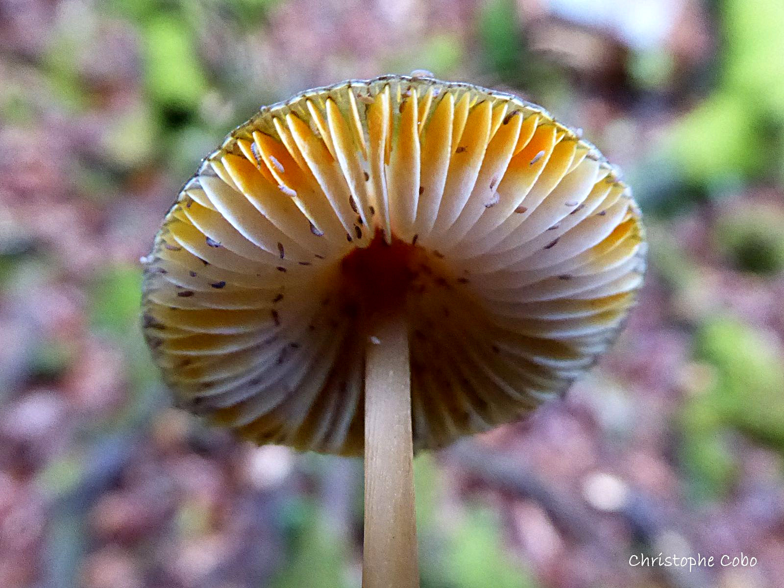 37 Mycena crocata 20200927 IRATY