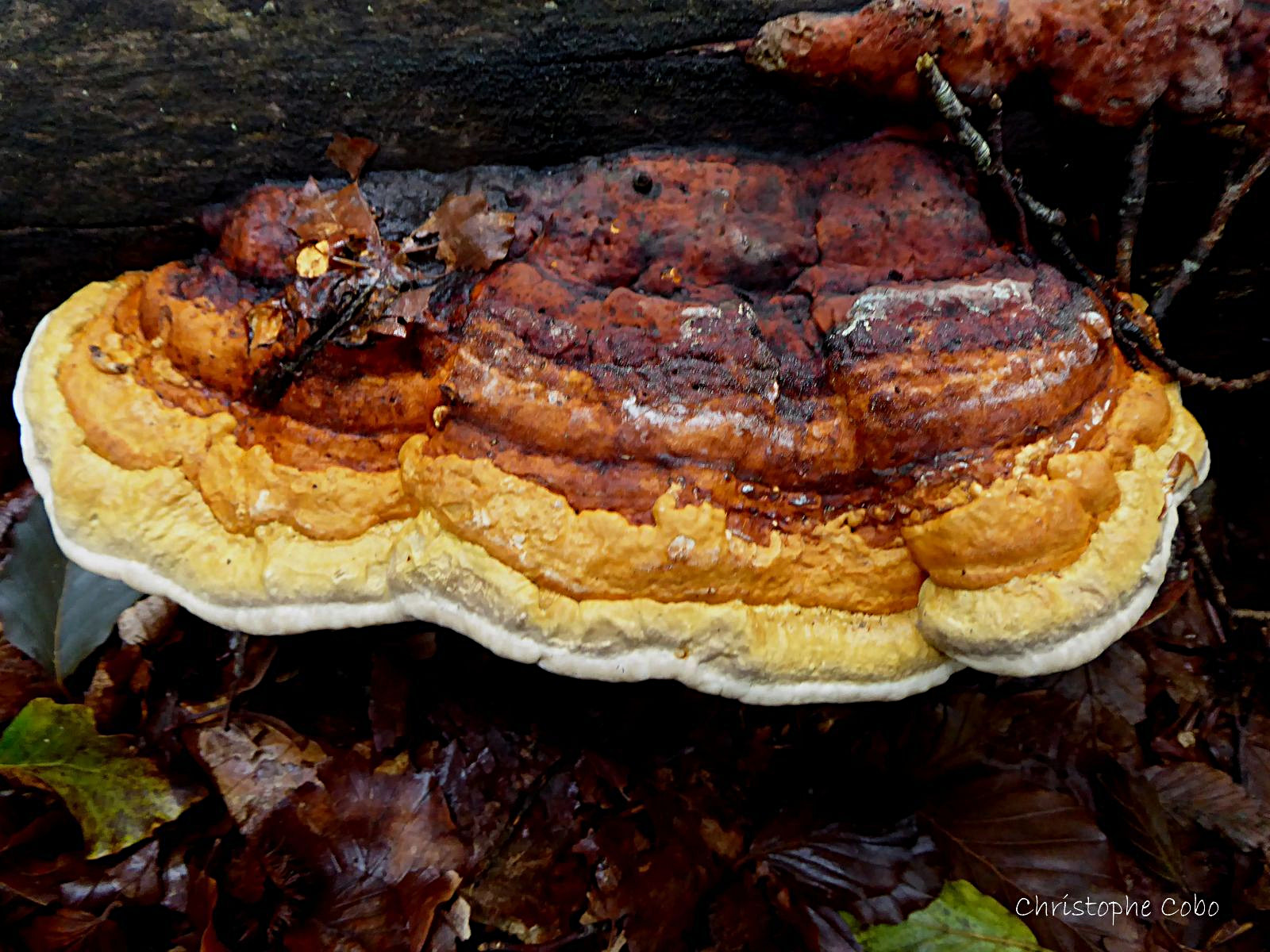 48 Fomitopsis pinicola 20200927 IRATY