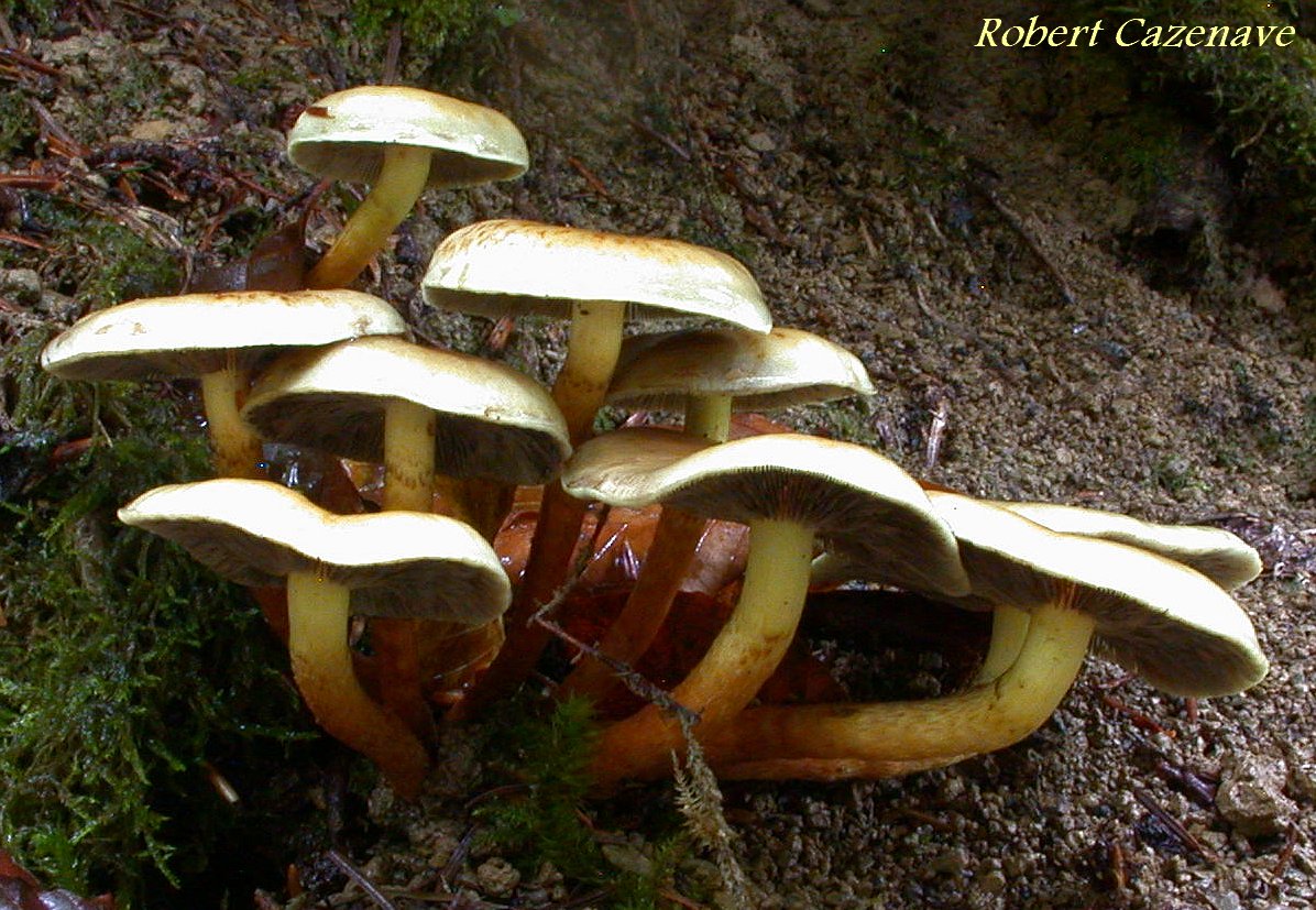 Hypholoma fasciculare 2020 10 04 Payolle