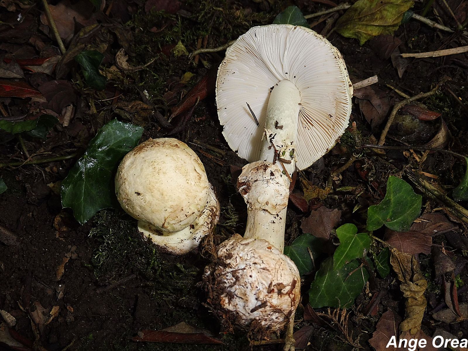 Amanita citrina 2020 10 17 Cantaous