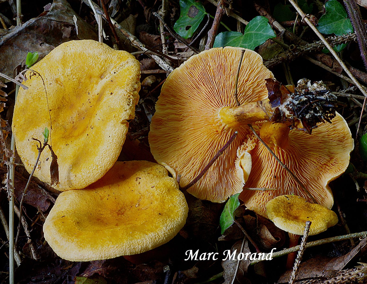 Hygrophoropsis aurantiaca 2020 10 17 Cantaous