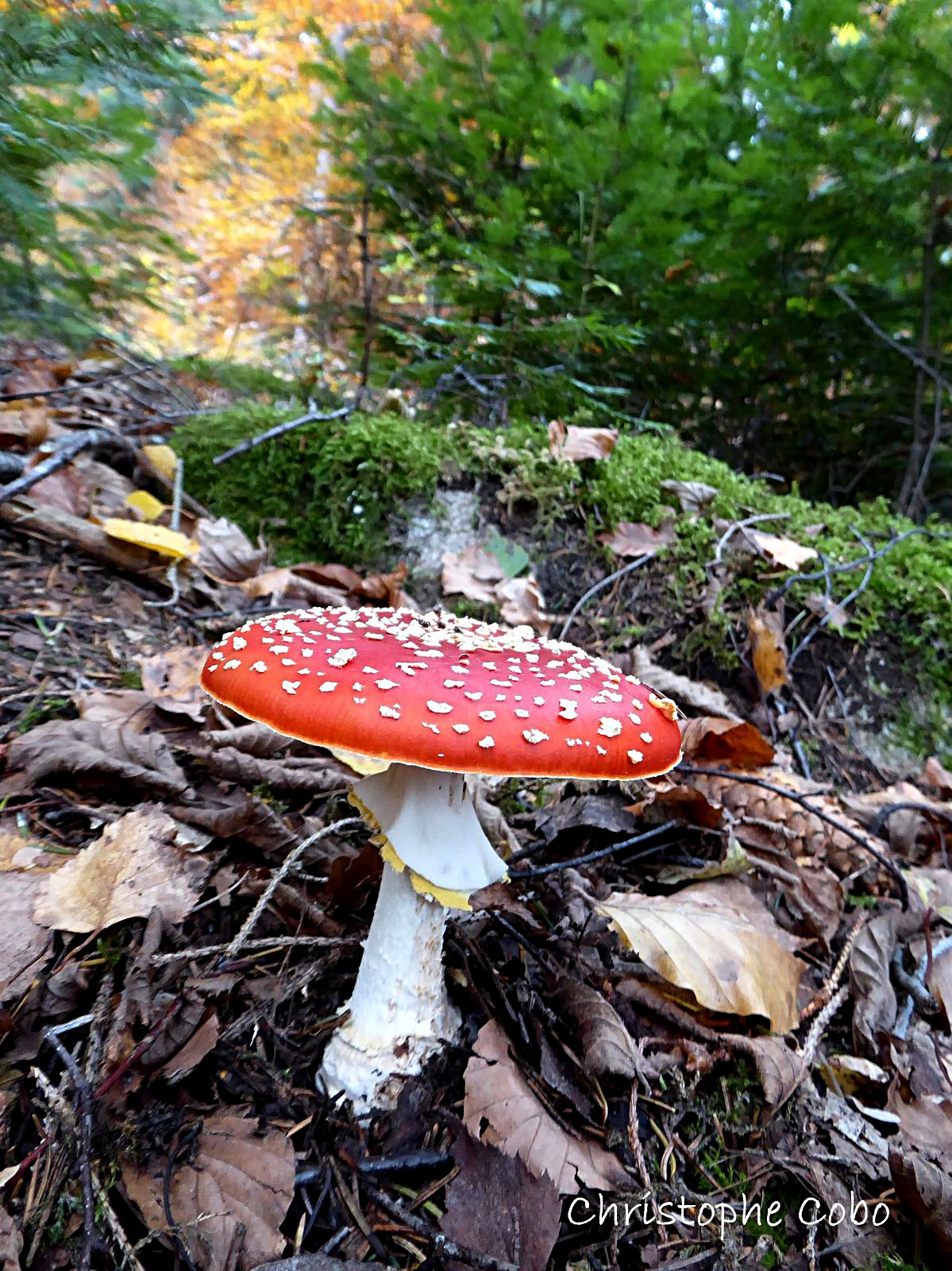 Amanita muscaria fo. flavivolvata 20201025 ARRAGNAT