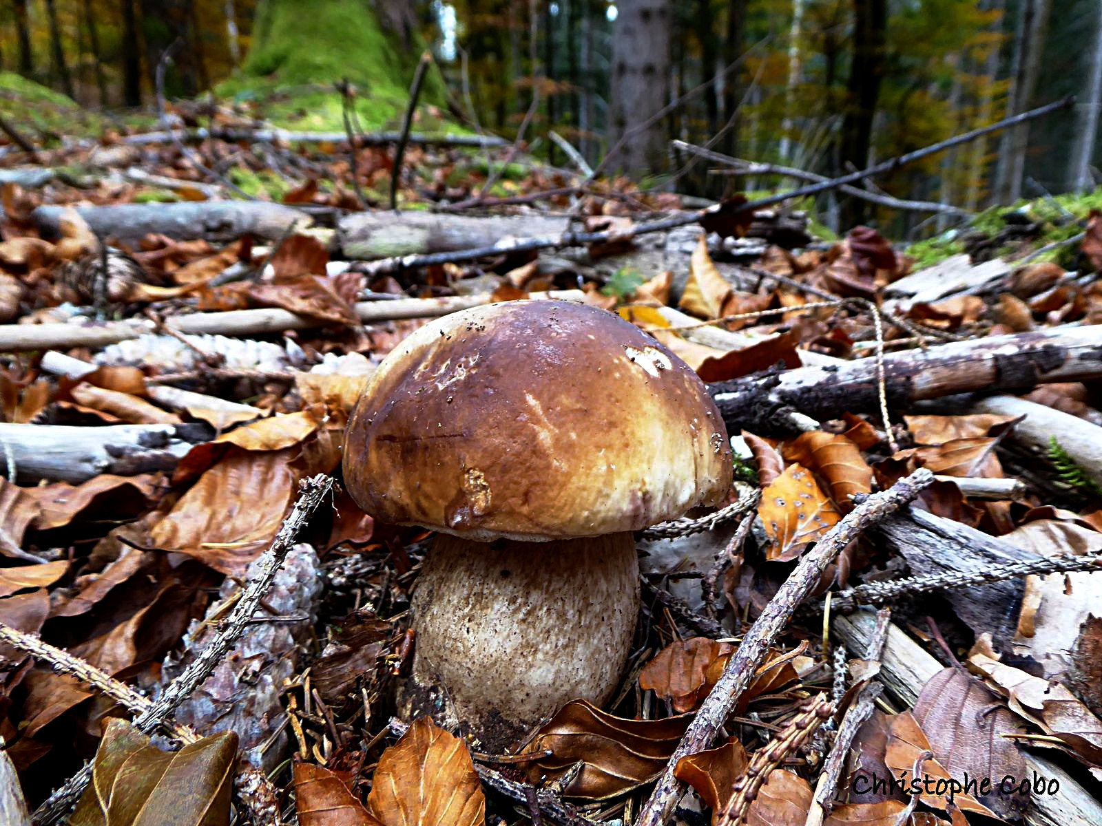 Boletus edulis 20201025 ARRAGNAT