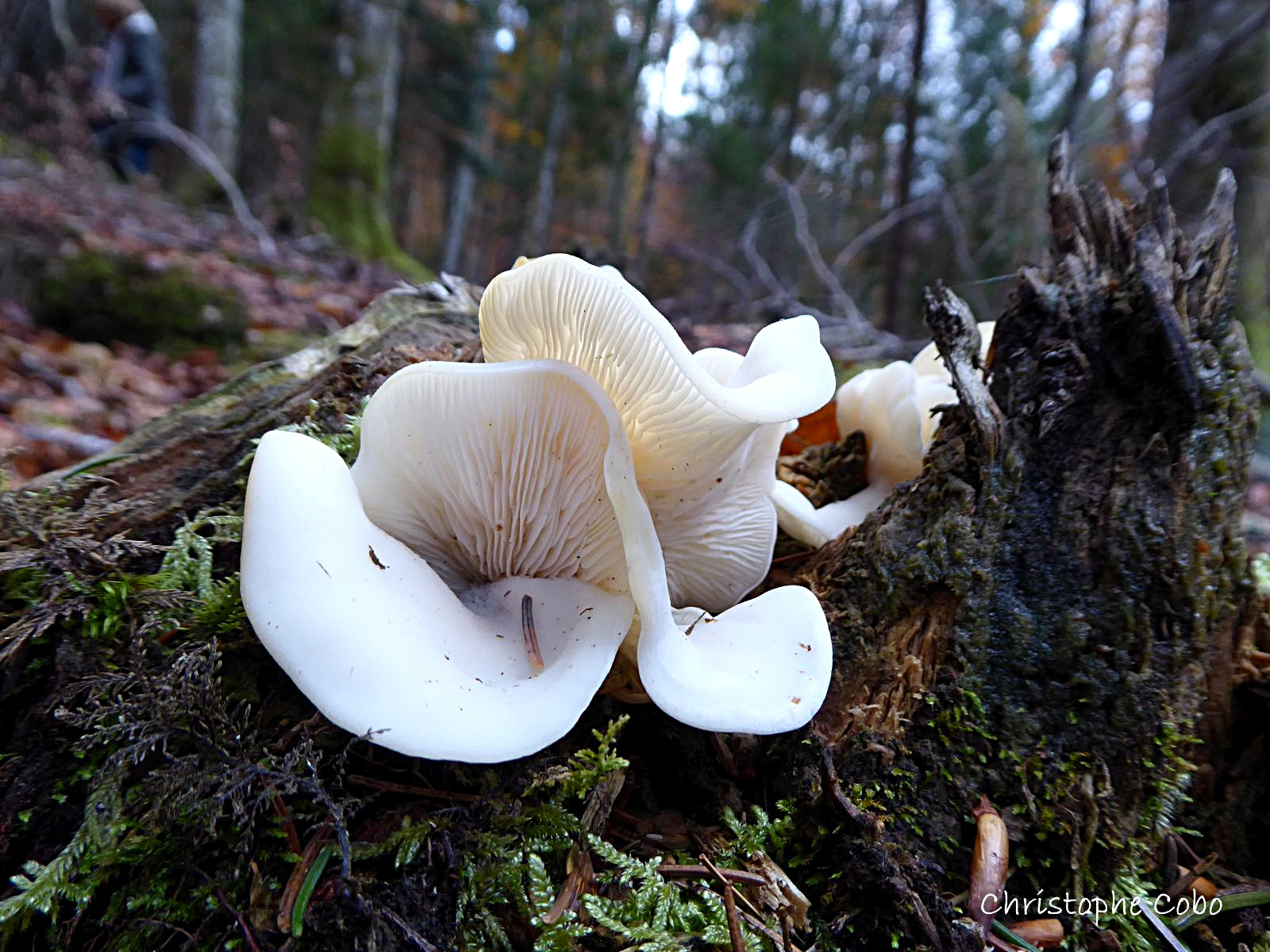 Pleurocybella porrigens 20201025 ARRAGNAT