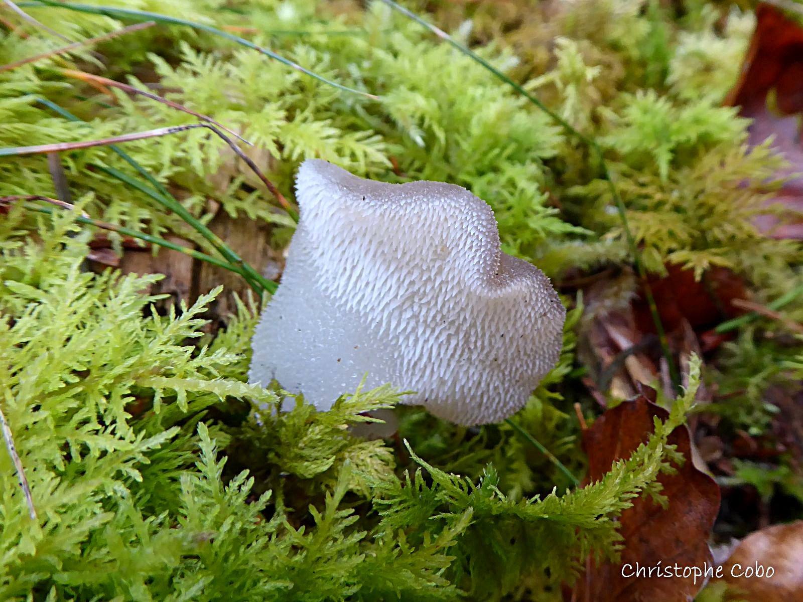 Pseudohydnum gelatinosum 20201025 ARRAGNAT