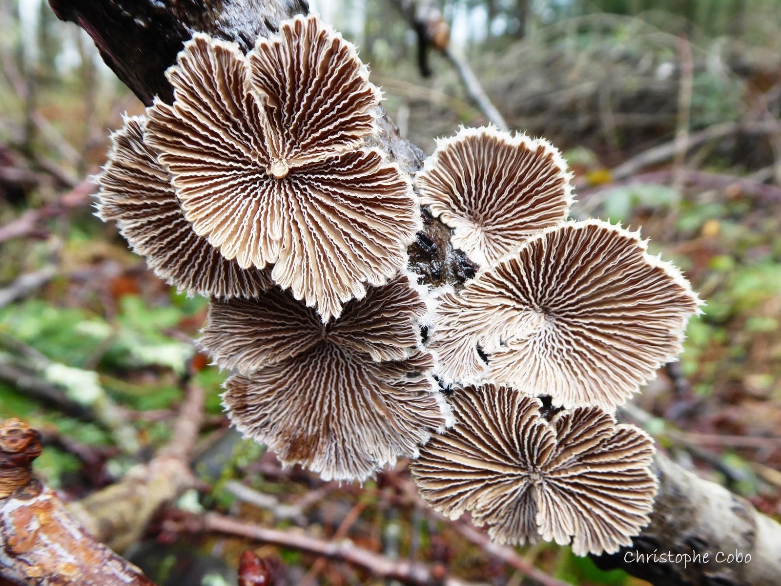 Schizophyllum commune 20210131 OSSUN