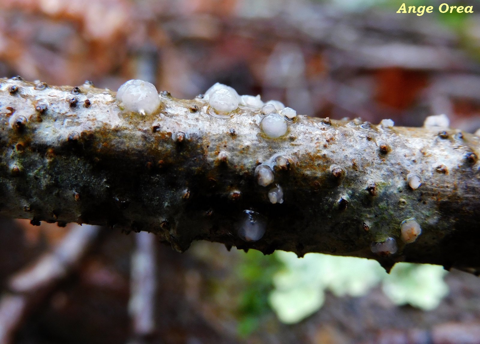 Tremella globispora 2021 01 31 OSSUN