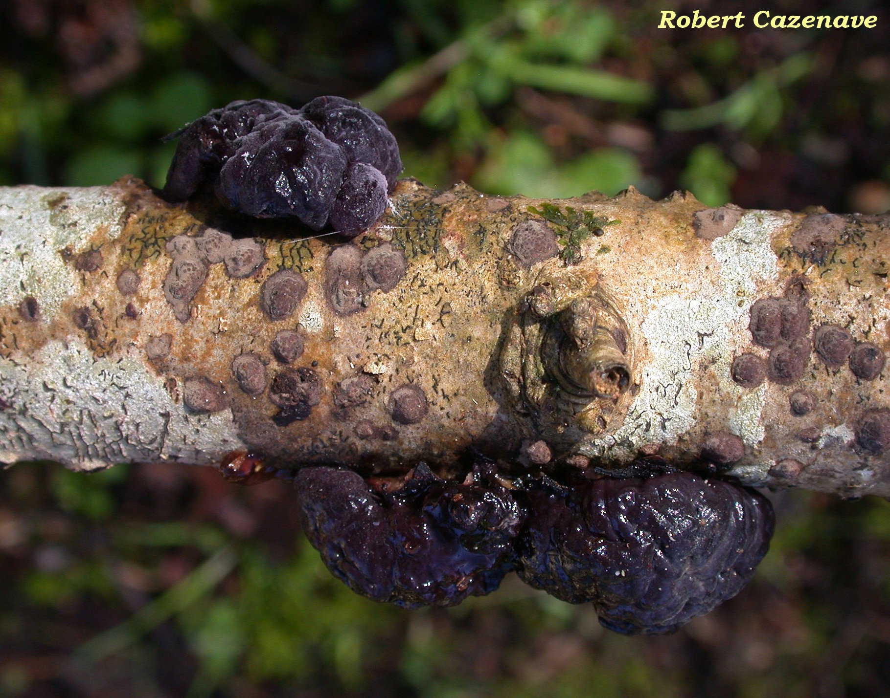 Tremella moriformis et Hypoxylon fuscum 2021 01 31 OSSUN