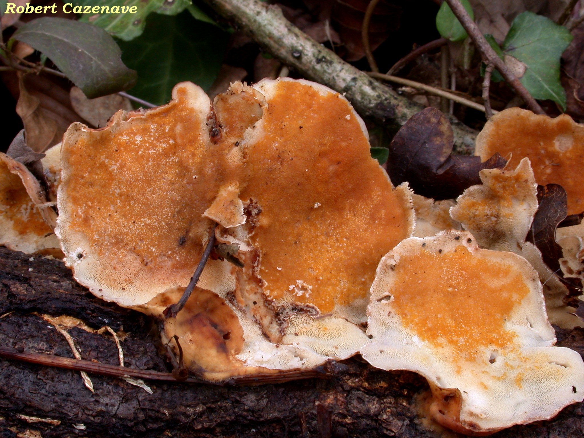 Hypomyces polyporinus sur Trametes versicolor 20 02 2021 LASLADES