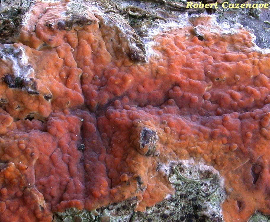Peniophora pseudoversicolor 20 02 2021 LASLADES (2)