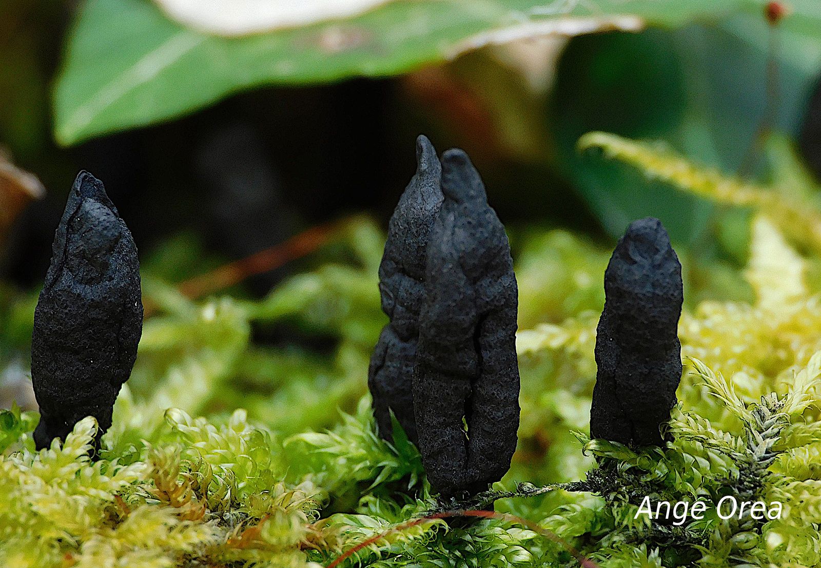 Xylaria digitata 2021 03 14 Bois du Commandeur