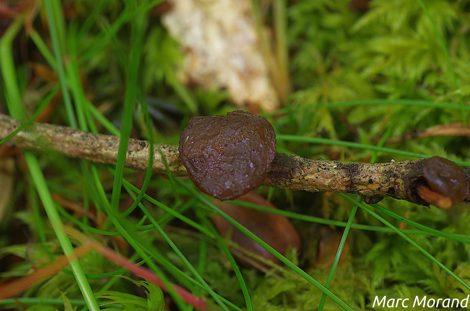 Exidia umbrinella  2021 06 05 Ceretou