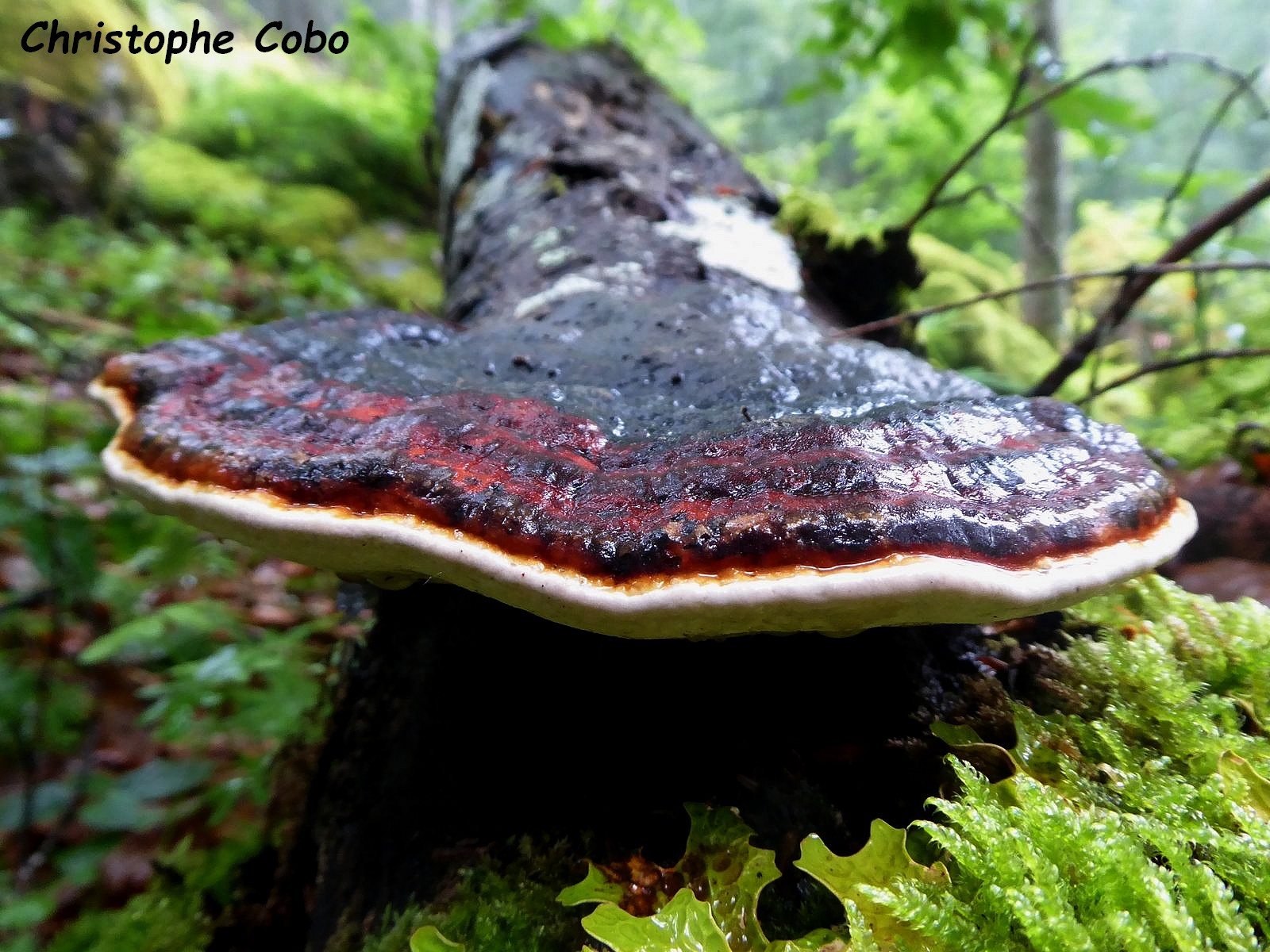 Fomitopsis pinicola 2021 07 04 PAYOLLE