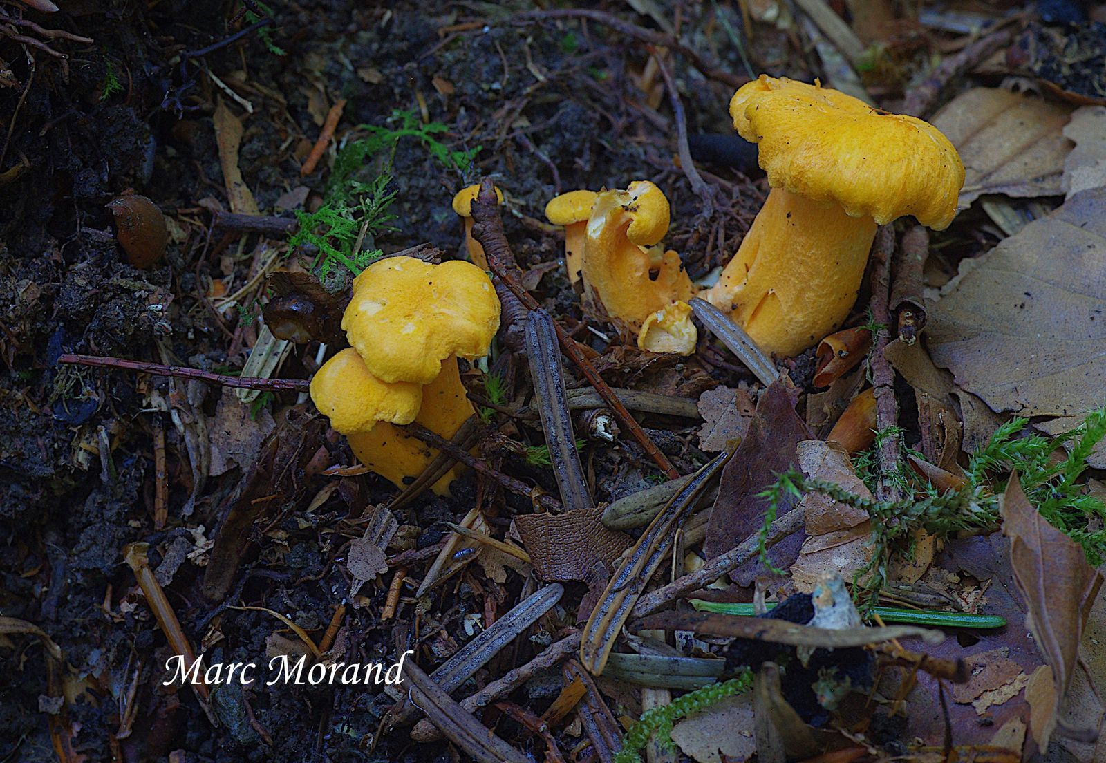 Amanita excelsa 2021 07 22 Ceretou 03