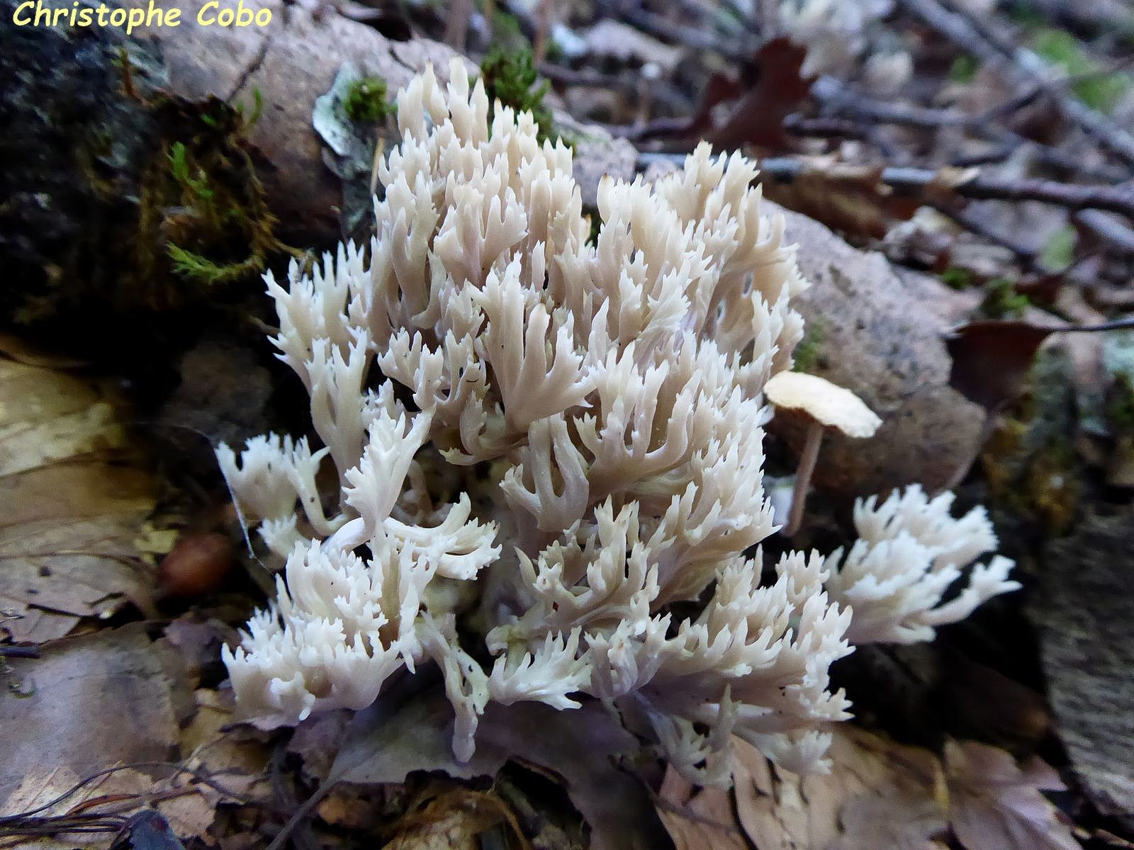 Clavulina cristata 20210828 MOURGOUEILH