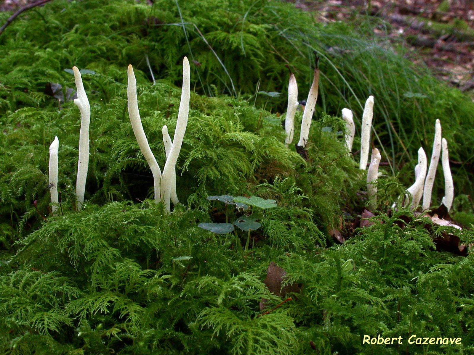 Clavulina rugosa 28 08 2021 Mourgoueilh 