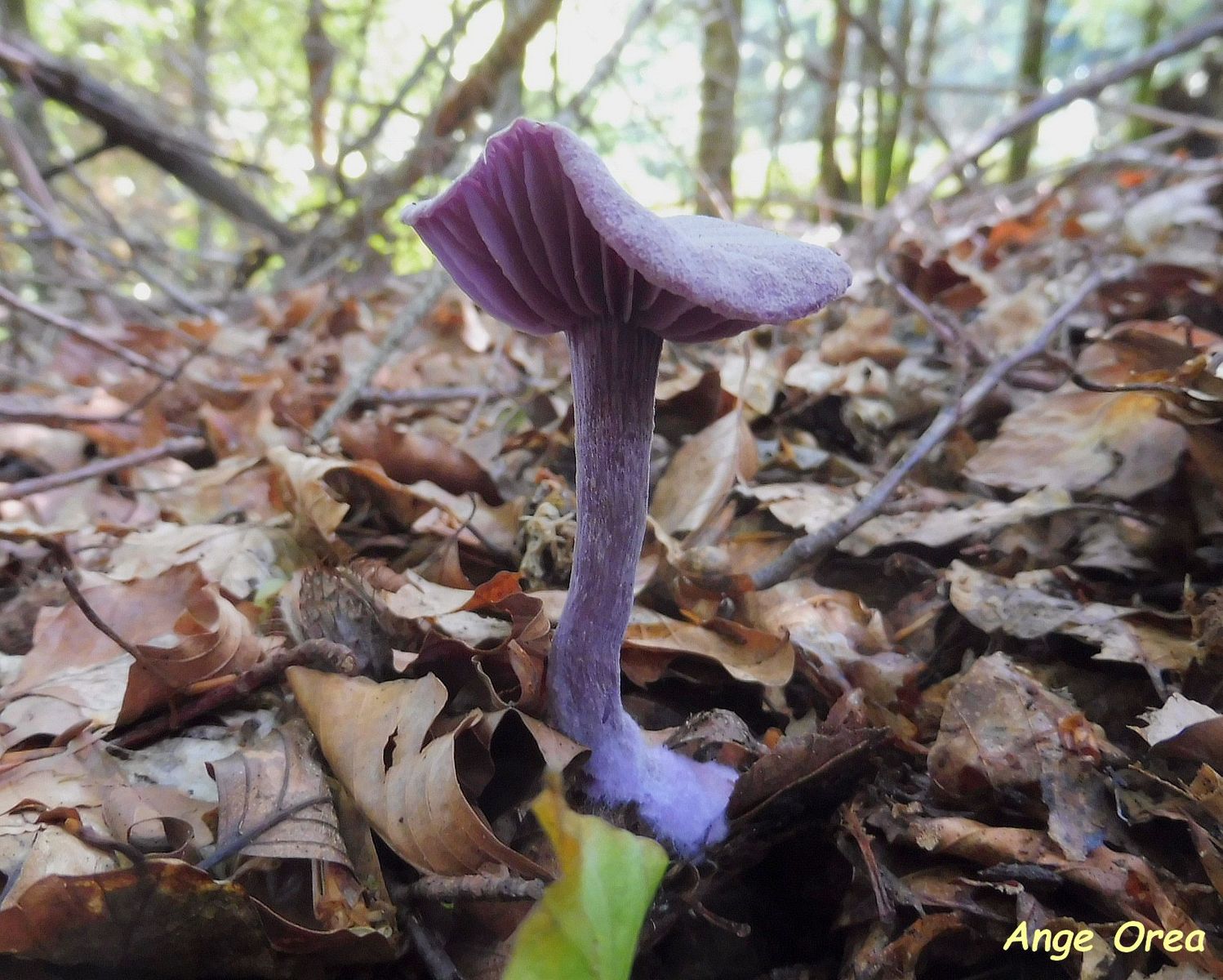 Laccaria amethystina 28 08 2021 Mourgoueilh