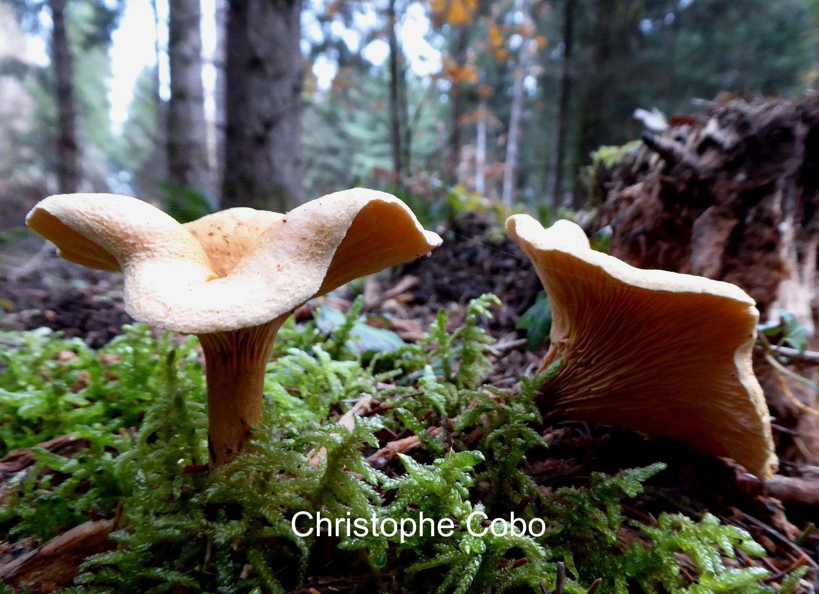 Hygrophoropsis aurantiaca 2021 11 21 Cantaous