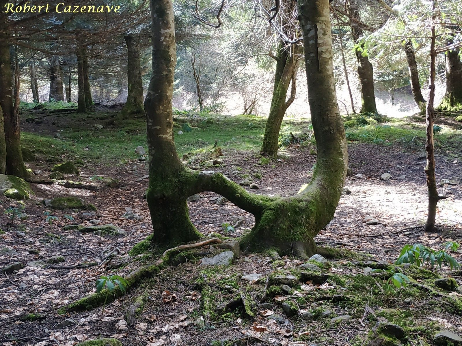 Fagus sylvatica double 10 04 2022 Chiroulet