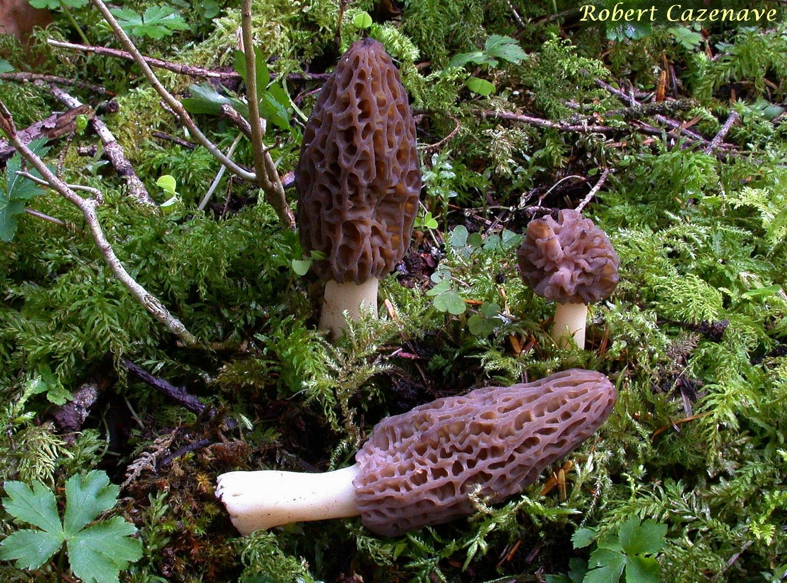 Morchella cf conica 10 04 2022 Chiroulet (2)