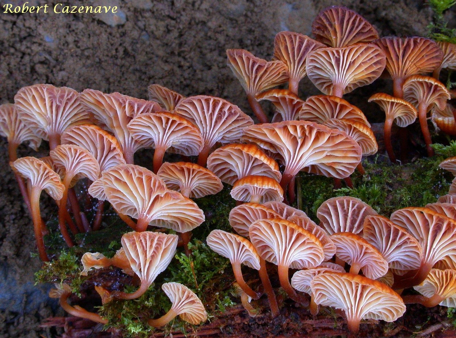 Xeromphalina campanella