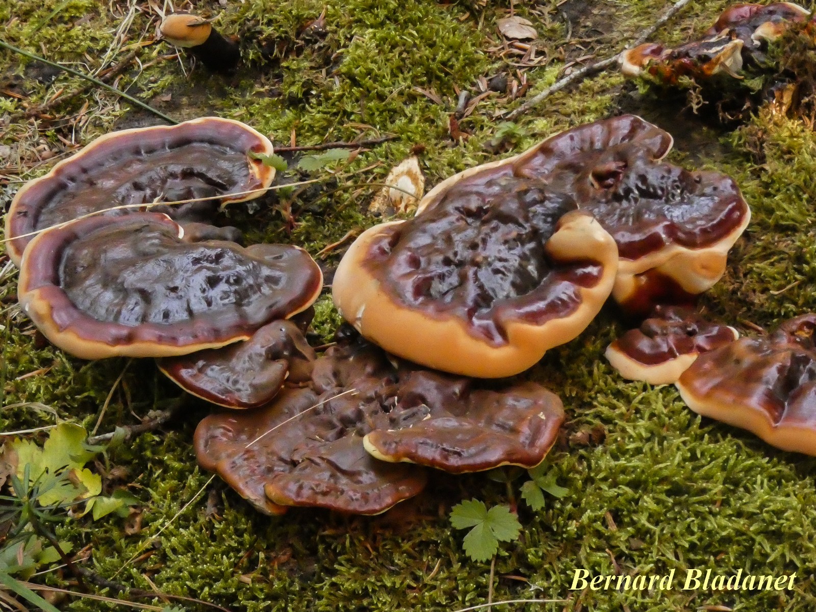 Ganoderma carnosum