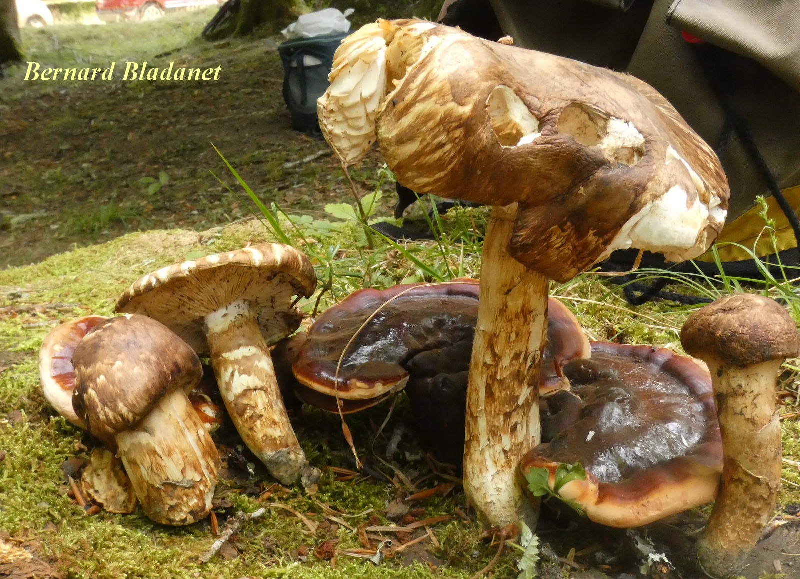 Tricholoma matsutake 17 07 2022 Payolle