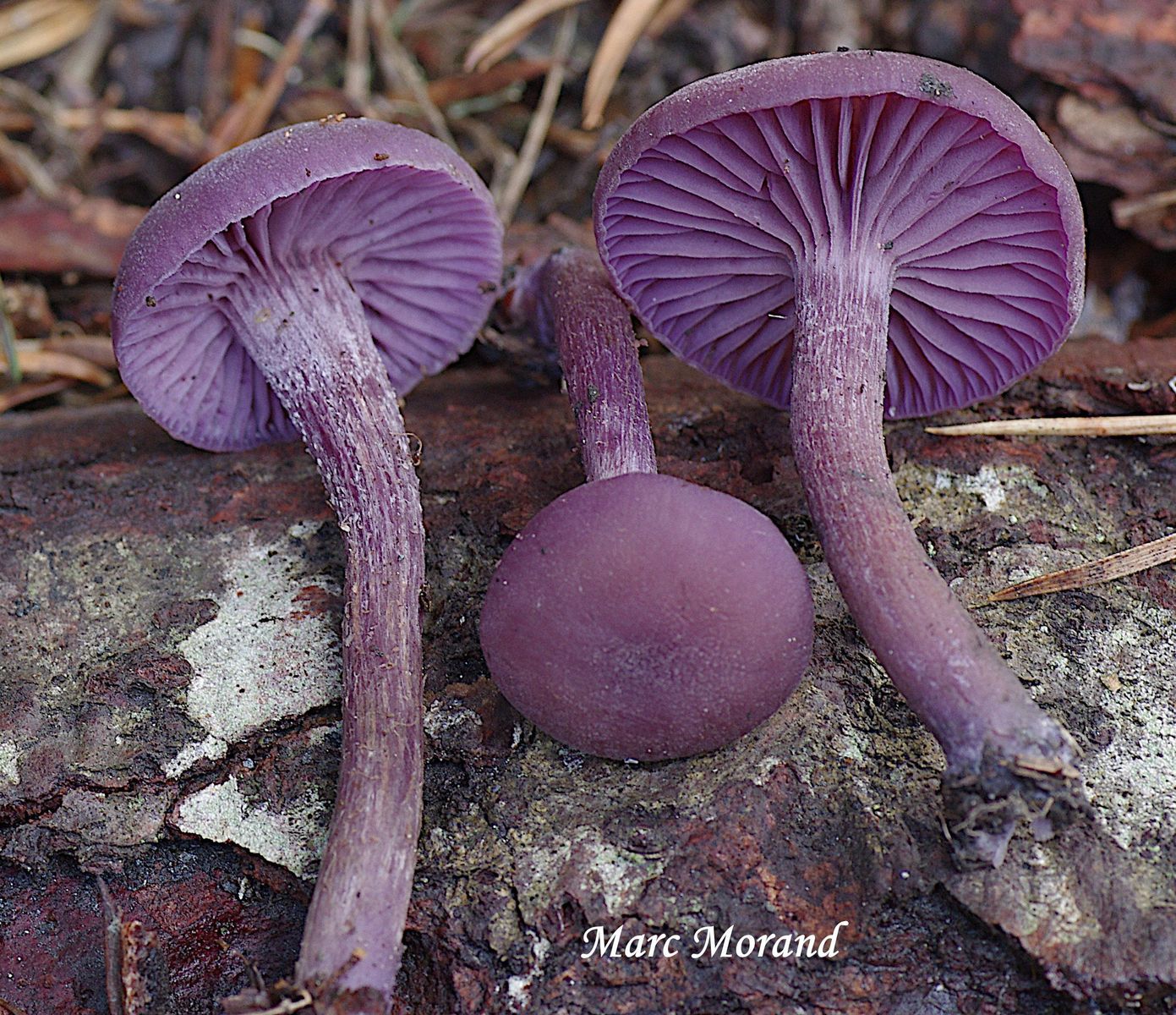 Laccaria amethystina 2022 08 28 Rioumajou 02