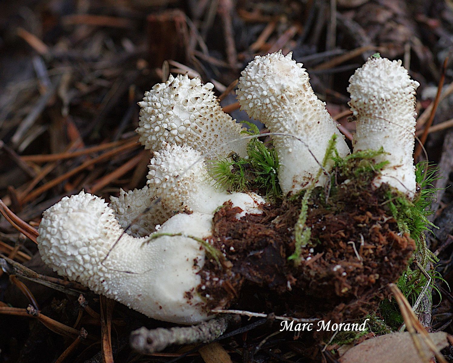 Lycoperdon perlatum 2022 08 28 Rioumajou 07